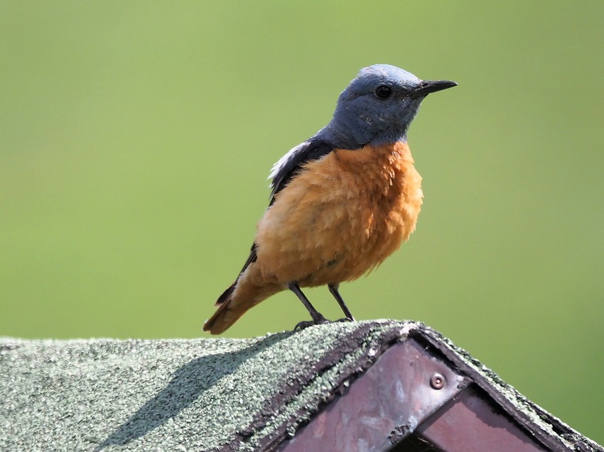 Codirossone  (Monticola saxatilis) ♂♀